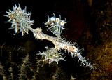 36_Ornate Ghostpipefish3